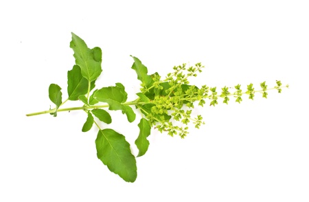 Blossoming basil on a white backgroundの写真素材