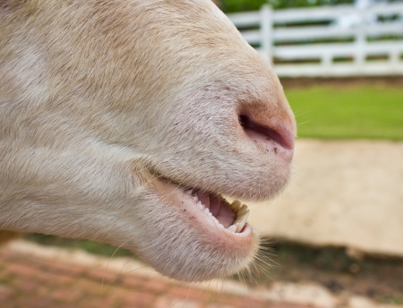 close up of a teeth sheepの写真素材
