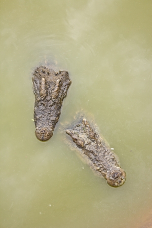 two crocodile floating on water.の写真素材