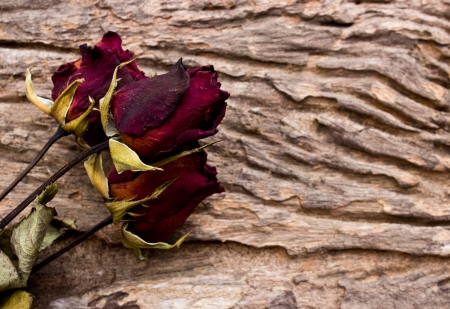 Dry red roses on old wooden backgroundの写真素材