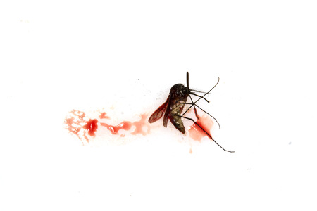 blood sucking mosquito squished on white backgroundの写真素材