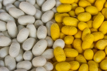 cocoon silkworm many silk worm yellow white