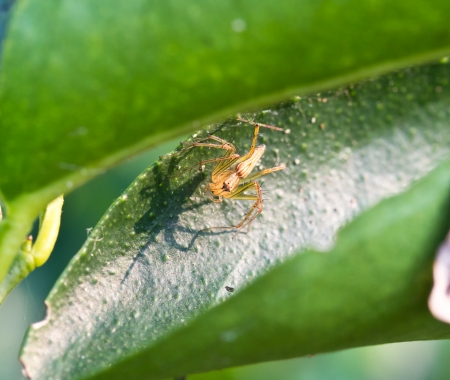 lynx spider on green leafの写真素材