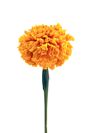 Calendula or pot marigold medicinal herbs on white backgroundの写真素材