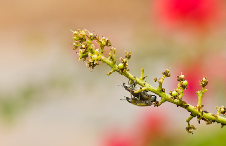 beautiful insect breeding on a bouquet of mango