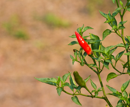 Fresh chili on the treeの写真素材