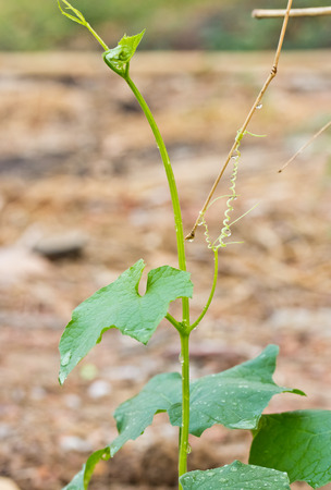 Plant of zucchini