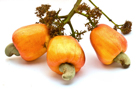 Tropical Cashew fruits on a white background  の写真素材