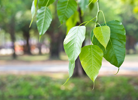 group bo leavesの写真素材