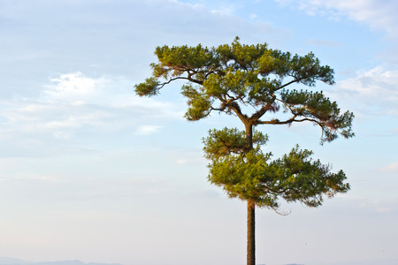 Single tree on the field, beautiful natural summer landscape, pine tree over blue skyの写真素材