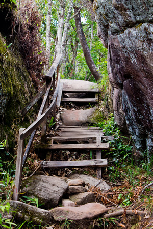 wood bridge in the forestの写真素材