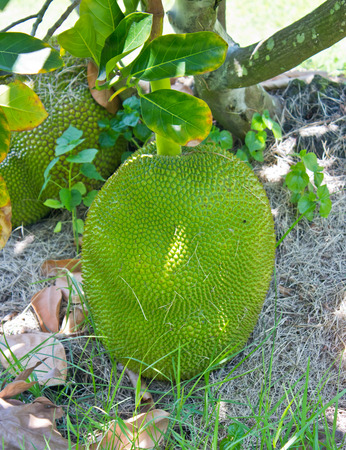 Jackfruit on the grass