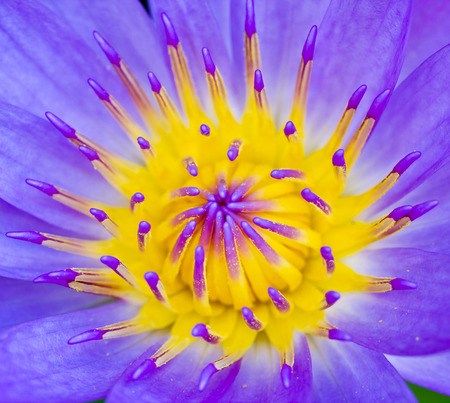 Violet Lotus Flower Closeupの写真素材