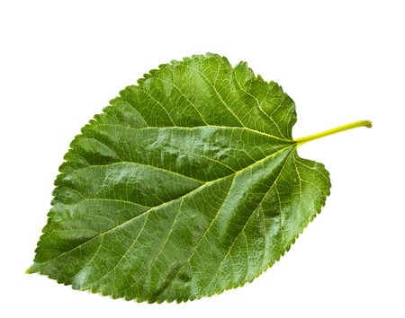 Mulberry leaf isolated on a whiteの写真素材
