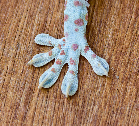 Macro of the foot and tail of a geckoの写真素材