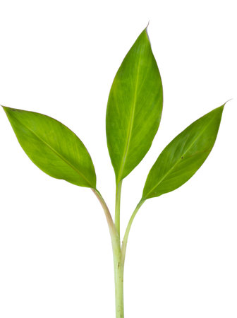 Banana plant  on white backgroundの写真素材