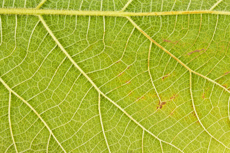 pattern of green teak leaf