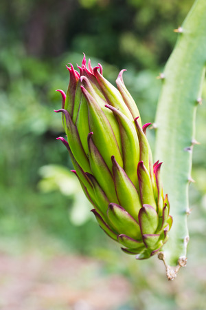 dragon fruit bud on a treeの写真素材