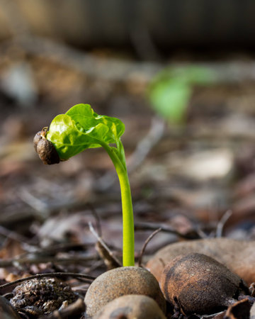 Plant growing from soil.The concept about having a new life.の写真素材