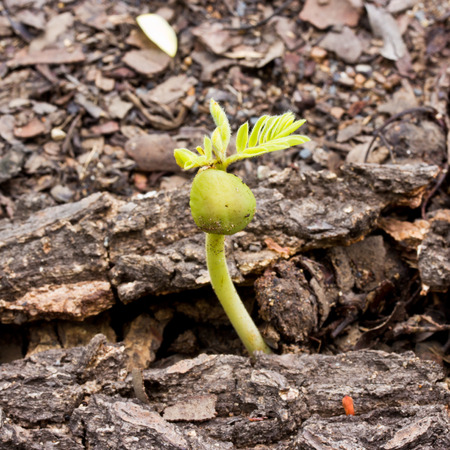 The trees are grown on soil and bark
