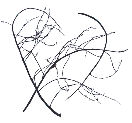 Sticks and twigs, wood bundle on white backgroundの写真素材