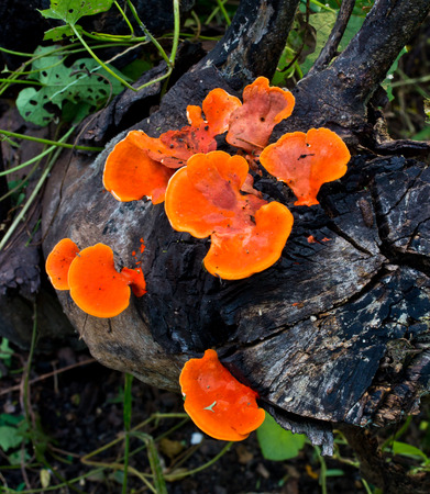 mushroom, orange wild mushroom growing on timber