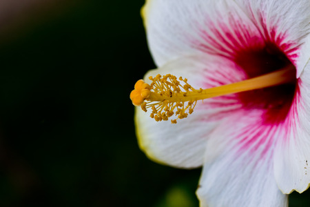 White Hibiscus with Selective Focus on its Stigma and Stamenの写真素材
