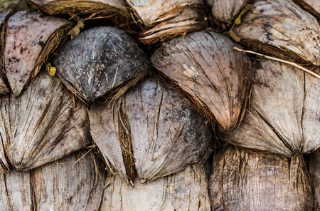 Dried coconut peels in plantation.の写真素材