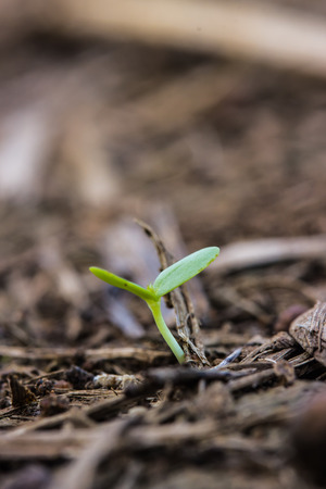 Green sprout growing from seedの写真素材