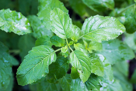 Close up Sweet basil leafの写真素材