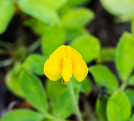 small yellow flowers on a green backgroundの写真素材