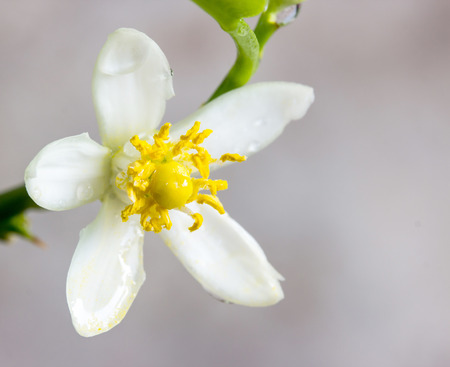Orange blossoms on branchの写真素材