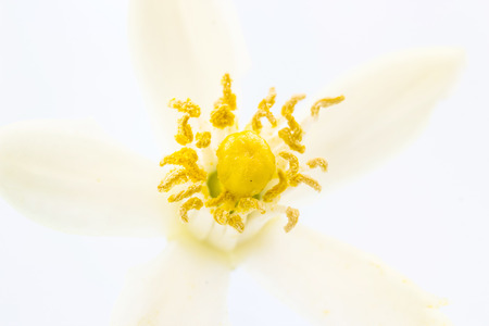 flowers on a orange on white backgroundの写真素材