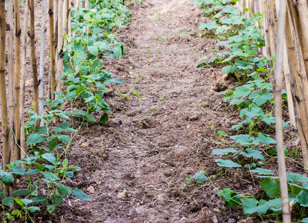 Young stalks of a string bean on polesの写真素材