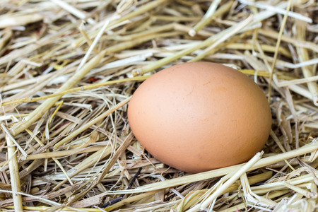 Chicken egg on strawの写真素材