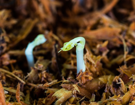 Newly born seedling of green momordica on fertile soilの写真素材