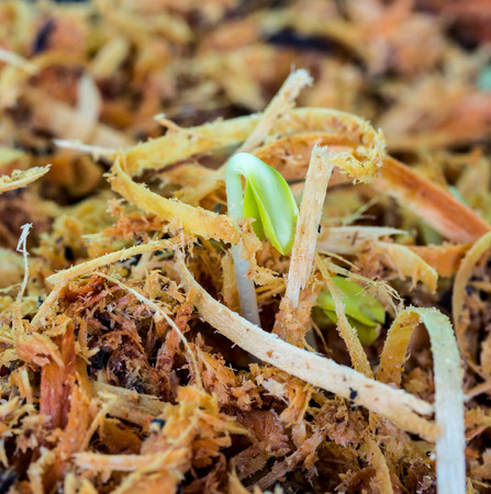 Newly born seedling of green momordica on fertile soilの写真素材
