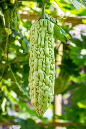 Momordica charantia often called bitter melon, bitter gourd or bitter squash.の写真素材