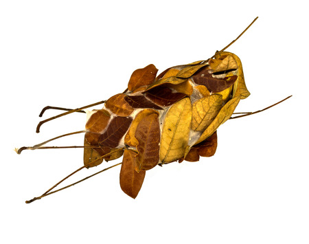 ant made leaf nest for live in it and when leaf dry,ant go out to next
