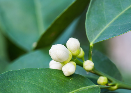 flower orange blossom in spring in pollinating time macro detailの写真素材