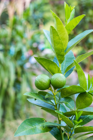 Lemons on treeの写真素材