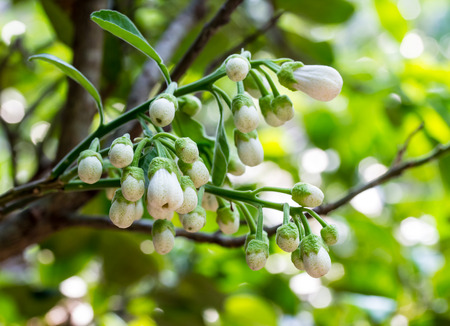 new orange blossoms in the spring.