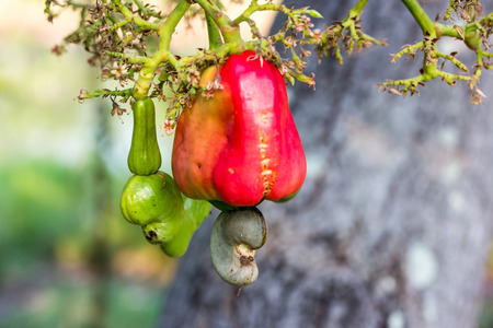 Cashew nuts growing on a tree This extraordinary nut grows outside the fruitの写真素材
