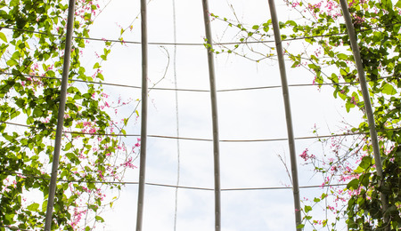 Pink Confederate vine blooming gliding along the cage and a backdrop of sky.の写真素材