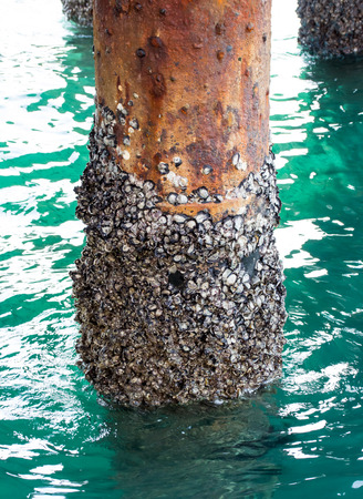 Rock barnacle under the bridgeの写真素材