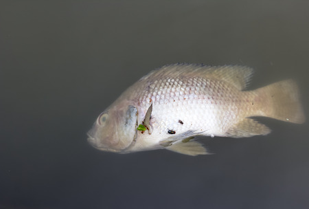 dead fish in polluted water