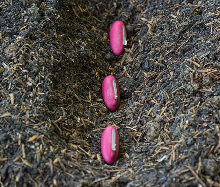 Close up of line of pink bean seeds in holeの写真素材