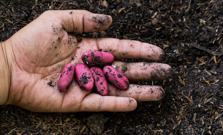 Planting pink bean seeds in soilの写真素材