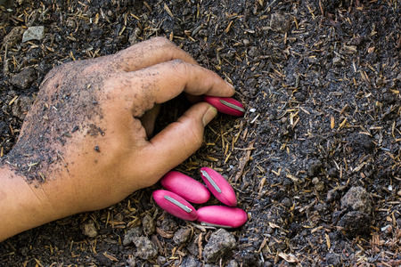Planting pink bean seeds in soilの写真素材