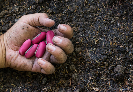 Planting pink bean seeds in soilの写真素材